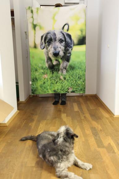 Ein Hund im Büro?! Wir stellen unser jüngstes Redaktions-Mitglied vor