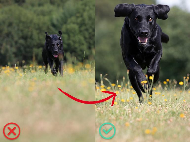 Hundefotografie: So gelingt das perfekte Foto Ihres Vierbeiners