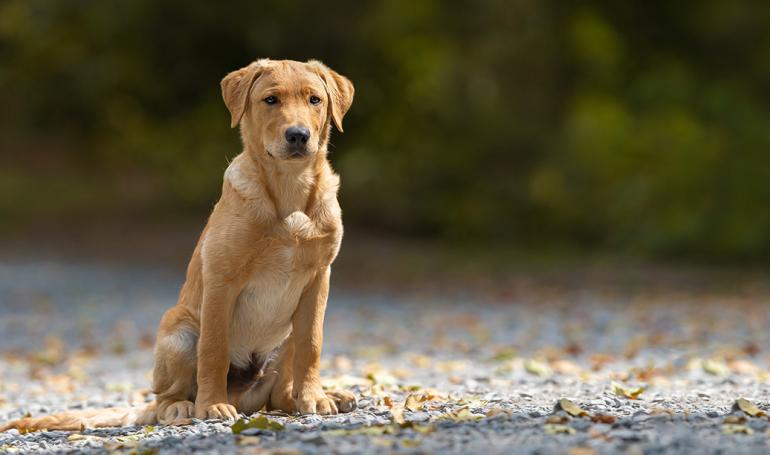 Hundefotografie: So gelingt das perfekte Foto Ihres Vierbeiners