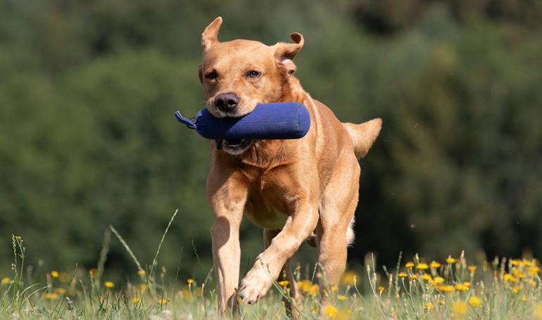 „Als die Hunde das Dummy apportierten, habe ich in der Kamera zunächst eine 1/640 Sekunde und damit eine zu lange Belichtungszeit eingestellt. In der Vergrößerung des Bildes konnten wir erkennen, dass der Hund nicht ganz scharf abgebildet ist. Also korrigierte ich die Belichtungszeit auf die von Regine empfohlene 1/1250 Sekunde. Ich merke, dass Übung extrem wichtig ist“, resümiert Petra.