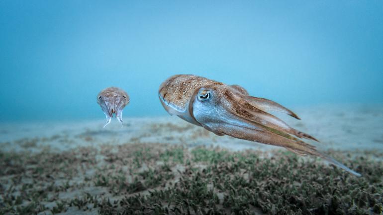 Die 10 besten Wildlife-Fotos: Leserwettbewerb 2019