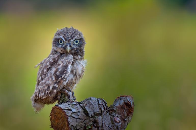 Die 10 besten Wildlife-Fotos: Leserwettbewerb 2019