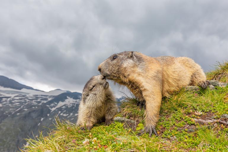Die 10 besten Wildlife-Fotos: Leserwettbewerb 2019