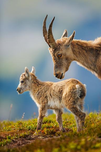 Die 10 besten Wildlife-Fotos: Leserwettbewerb 2019