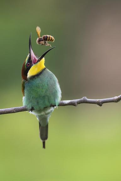 Die 10 besten Wildlife-Fotos: Leserwettbewerb 2019