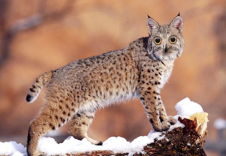 Owlynx