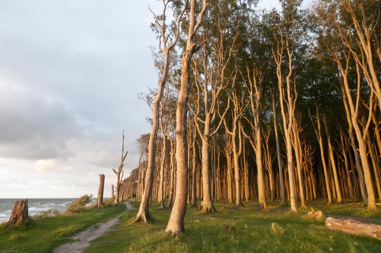 Gespensterwald Ostsee