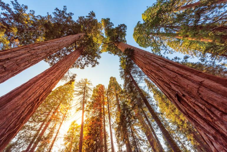 Redwood Nationalpark, Kalifornien