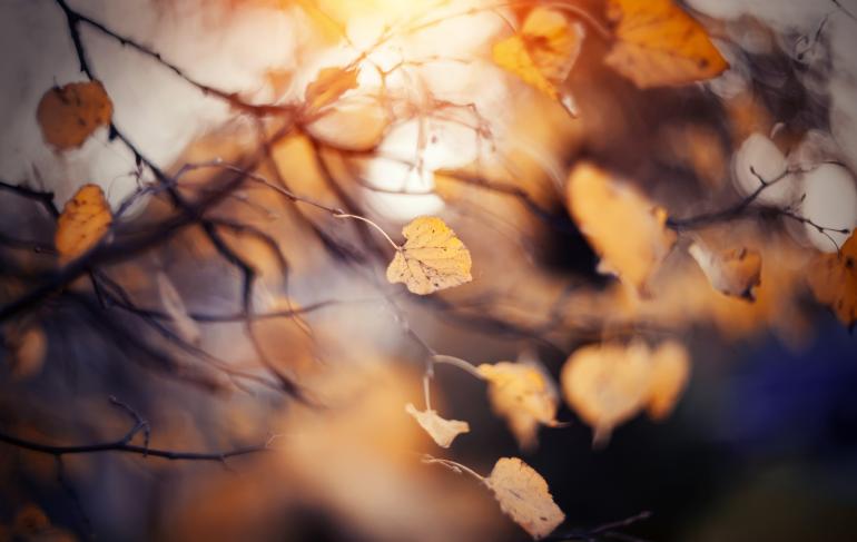 10 fantastische Fotomotive für den Herbst