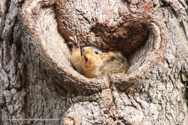 Who would like a peanut?