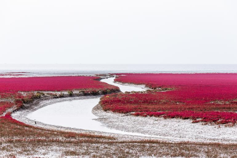 Der rote Strand in Panjin, China