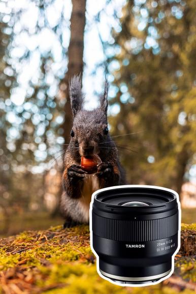 Dieses Eichhörnchen hat Profifotograf Alexander Ahrenhold mit der 20mm-Optik abgelichtet.