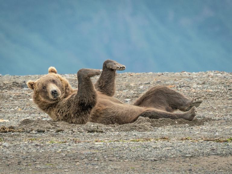 Das sind die bisher witzigsten Fotos des Comedy Wildlife Photography Awards 2020