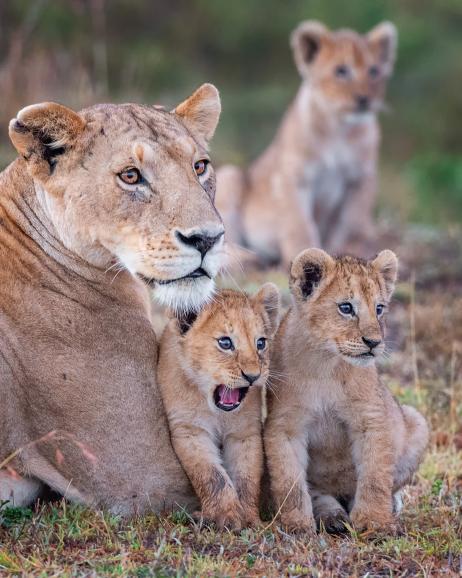 Das sind die bisher witzigsten Fotos des Comedy Wildlife Photography Awards 2020