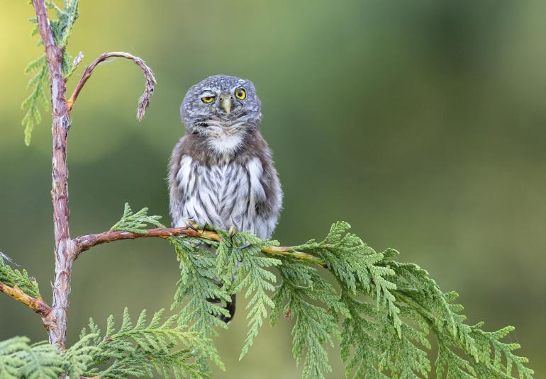 Das sind die bisher witzigsten Fotos des Comedy Wildlife Photography Awards 2020