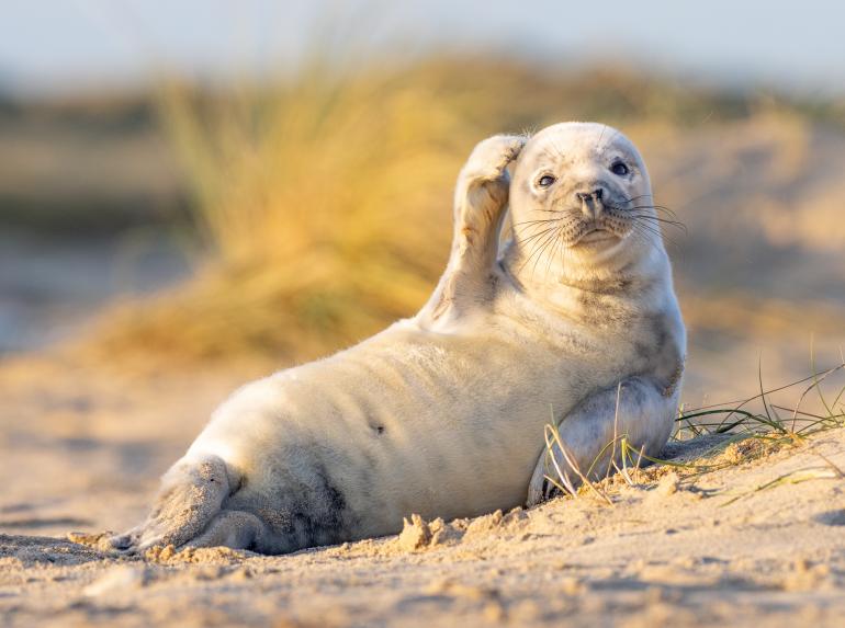 Das sind die bisher witzigsten Fotos des Comedy Wildlife Photography Awards 2020