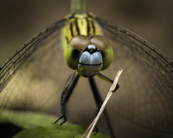 Das sind die bisher witzigsten Fotos des Comedy Wildlife Photography Awards 2020