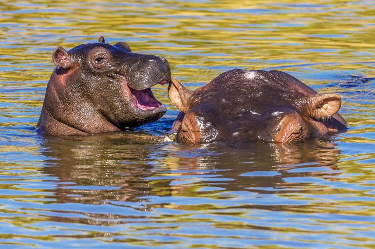 Das sind die bisher witzigsten Fotos des Comedy Wildlife Photography Awards 2020