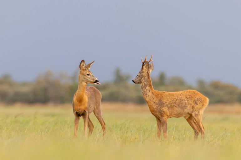 Das sind die bisher witzigsten Fotos des Comedy Wildlife Photography Awards 2020