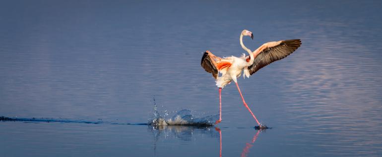 Das sind die bisher witzigsten Fotos des Comedy Wildlife Photography Awards 2020