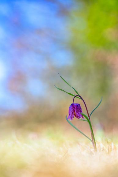 Sony Alpha 7R | Carl Zeiss Makro Sonnar 2,8/100 mm | 1/640s | F/2,8 | ISO 160