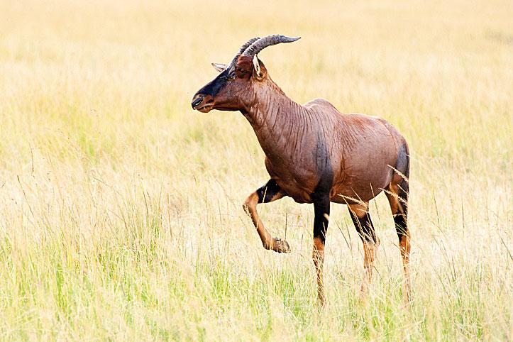 Toptipps zur Wildlife-Fotografie (inkl. Wildpark-Empfehlungen in Deutschland)