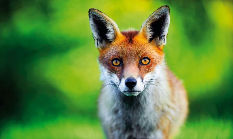 Der direkte Kamerablick eines Wildtieres ist immer wieder beeindruckend. Bleiben Sie geduldig und fotografieren Sie Ihr Motiv im Serienbildmodus.