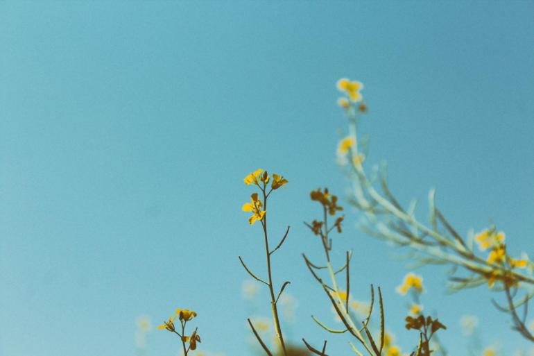 Bei der Pflanzen- und Blumenfotografie führen ein guter Bildaufbau und eine geringe Verschlusszeit zu besten Ergebnissen. 