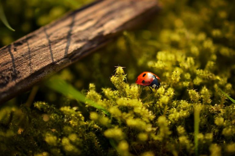 Makroaufnahmen von Pflanzen und Insekten wirken oft wie Miniwelten. 