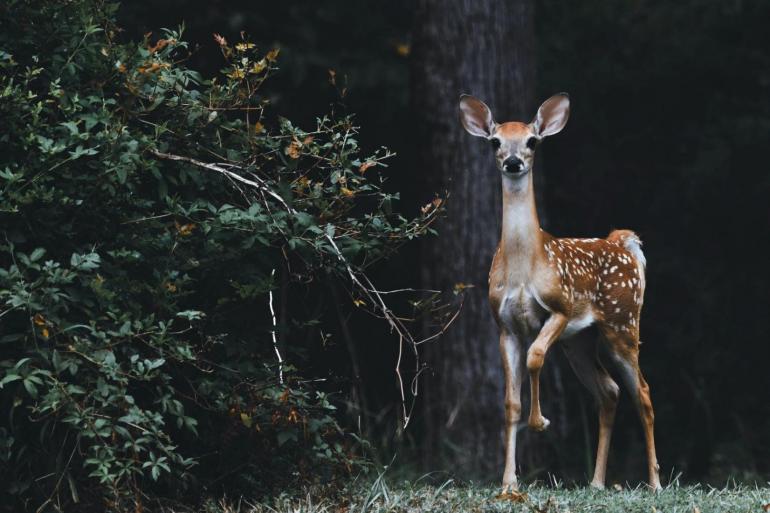 Um wilde Tiere in ihrer Umgebung zu fotografieren müssen Sie geduldig sein.