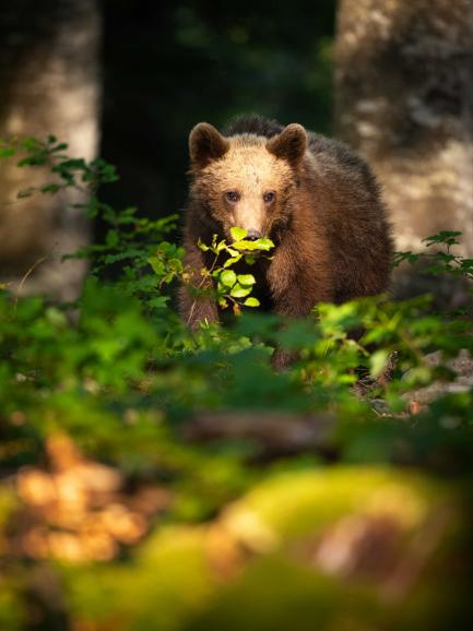 Canon EOS 5D Mark IV | 500mm | 1/400 s | F/4 | ISO 400