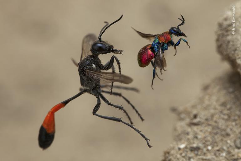 A tale of two wasps, Winner 2020, Behaviour: Invertebrates
