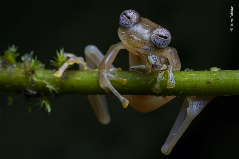 Life in the balance, Winner 2020, Behaviour: Amphibians and Reptiles