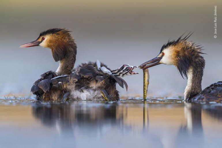 Great crested sunrise, Winner 2020, Behaviour: Birds