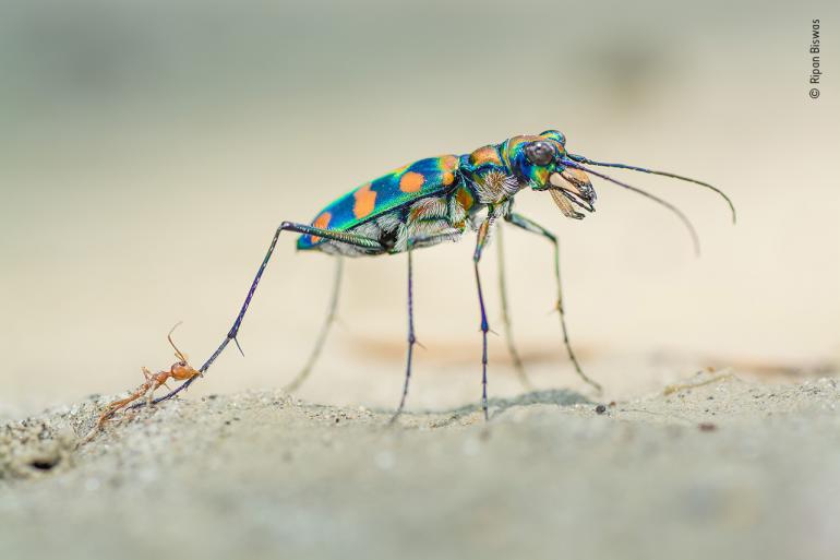 The last bite, Winner 2020, Wildlife Photographer of the Year Portfolio Award