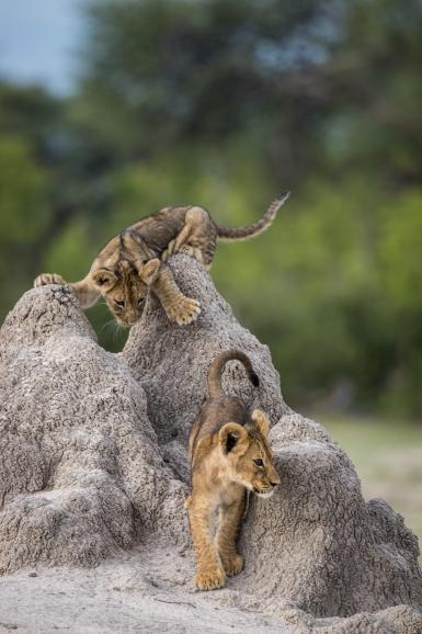 I've got you this time! | Think Tank Photo Junior Category Winner