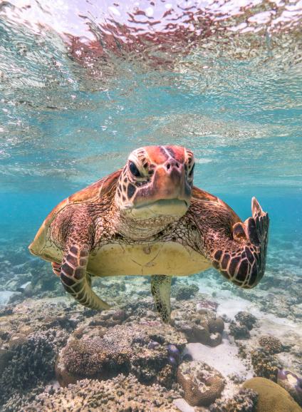 Terry the Turtle flipping the bird | Overall Winner, Creatures Under The Water