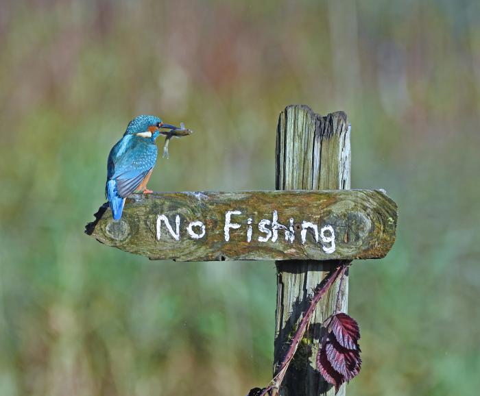 It's a Mocking Bird | Highly Commended Winners 2020