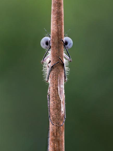 Hide and Seek | Spectrum Photo Creatures In The Air Award