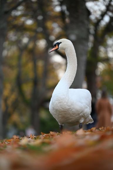 Knackscharf: Die Abbildungsleistung des neuen Nikkor-ZObjektivs ist herausragend. Das Bokeh ist traumhaft weich. So muss das sein.