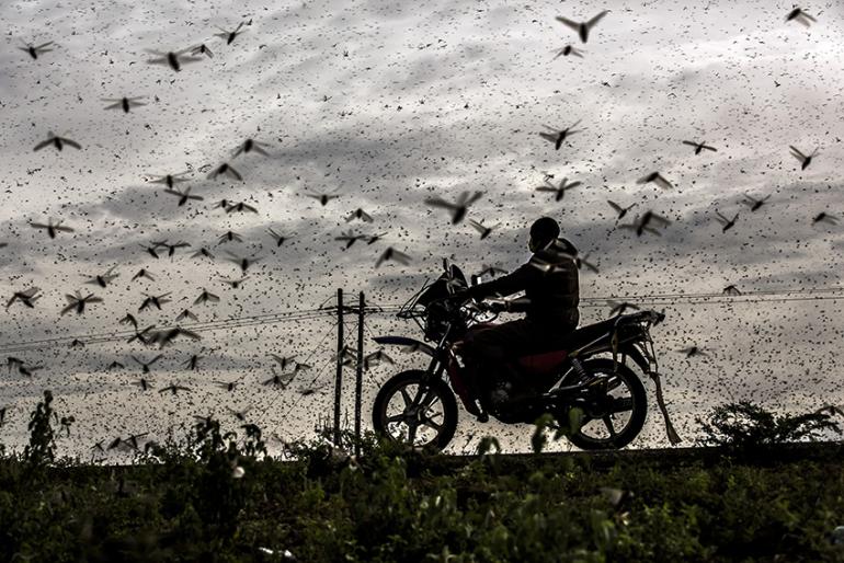 Gewinner Natur- und Tierwelt: Serie Locust Invasion in East Africa