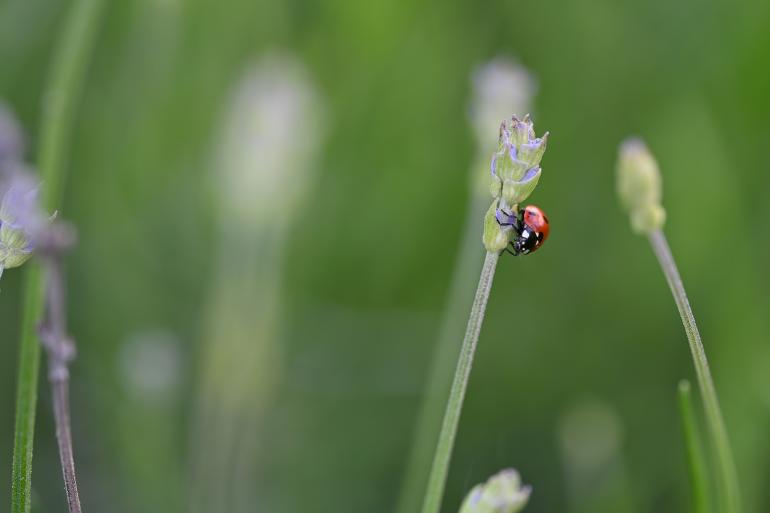 Klassisches Makromotiv: Aufgenommen bei einem Spaziergang lassen sich Bilder wie dieses mit dem Nikkor Z in kürzester Zeit aufnehmen.