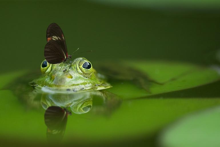 Faszinierende Tierwelten