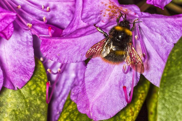 Blitzlicht im Garten: Da der Rollei HS Freeze 2s auch mobil einsetzbar ist, konnte Michael Tobias draußen im Garten fotografieren.