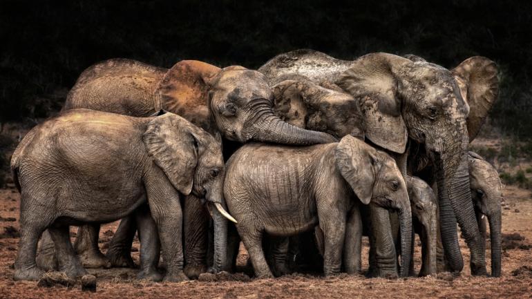 Ein Elefanten-Miteinander mit dem Titel &quot;Der Clan kuschelt&quot;. Fotografiert von Josef Schwarz aus Deutschland. Gewinner der Kategorie &quot;Tiere&quot;. 