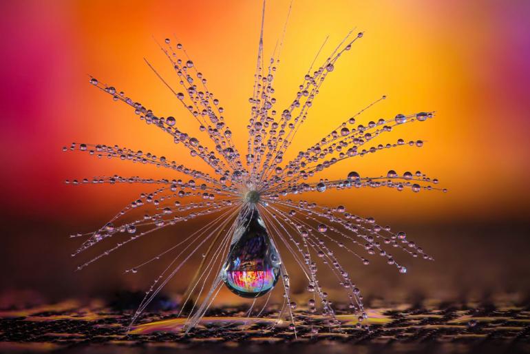 Das Foto einer mit Wasser besprühten Blüte gewann die Kategorie &quot;Natur&quot;. Aufgenommen hat das Bild Petra Jung aus der Schweiz. 
