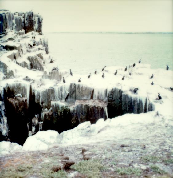 Farne Island, 2000, Polaroid SX-70