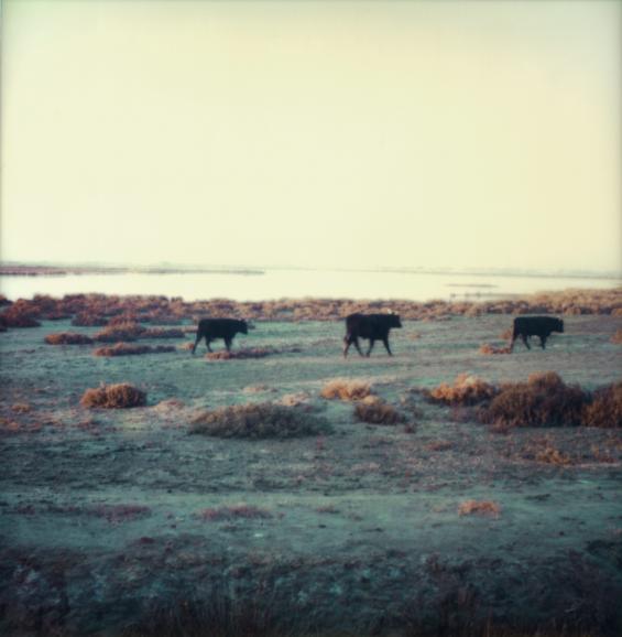 Unterwegs (Camargue), 1991, Polaroid SX-70