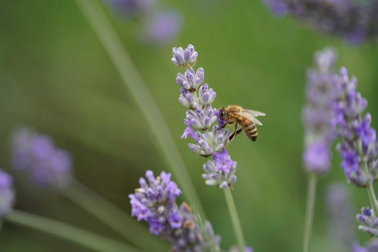 Das Tamron-Telezoom bietet einen Abbildungsmaßstab von maximal 1:3. Dieses Foto (unbearbeitet) haben wir beim Praxistest mit der Sony Alpha 7 III erstellt.