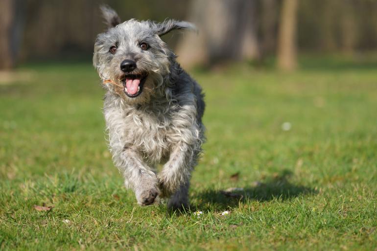 Pfeilschneller Autofokus: Auch schnell bewegte Motive, wie unseren Bürohund Sancho, fängt die neue Profikamera von Sony präzise ein. Perfekt für die Wildlife-, Sport- und Reportagefotografie!